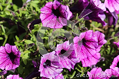 Garden petunia hybrid (Petunia Ã— atkinsiana) in garden, blooming in spring Stock Photo